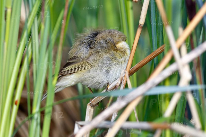 Chiffchaff or willow warbler (Phylloscopus collybita), sleeping animal in the biotope, Flusslandschaft Peenetal nature park Park, Mecklenburg-Western Pomerania, Germany, Europe