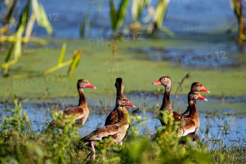 Red-billed whistling duck (Dendrocygna autumnalis) Pantanal Brazil