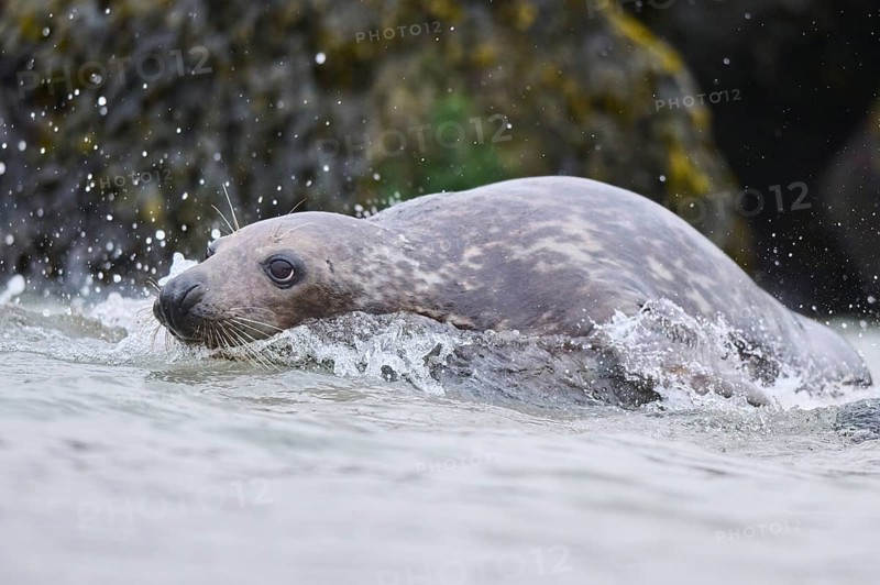 Grey seal (Halichoerus grypus) jumping into the water, sea, Düne, Helgoland, Schleswig-Holstein, Germany, Europe