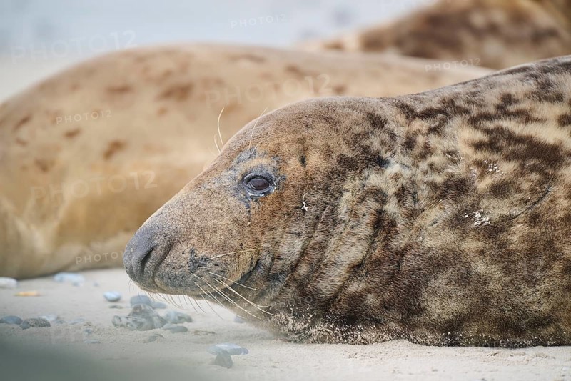 Grey seal (Halichoerus grypus), portrait, on the beach, Düne, Helgoland, Schleswig-Holstein, Germany, Europe