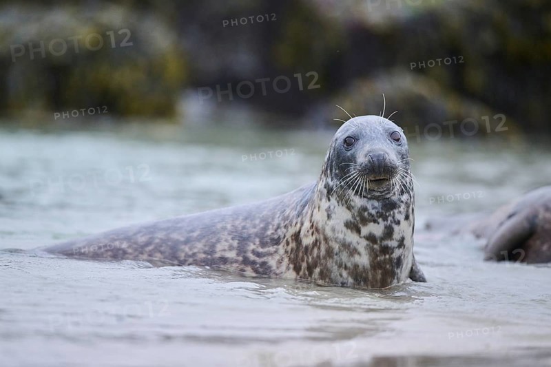 Grey seal (Halichoerus grypus) looking out of the water while swimming in the sea, Düne, Helgoland, Schleswig-Holstein, Germany, Europe