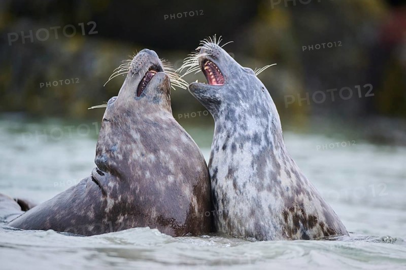 Grey seal (Halichoerus grypus) playing with each other in the water, sea, Düne, Helgoland, Schleswig-Holstein, Germany, Europe