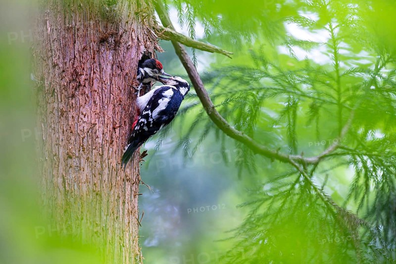 Great spotted woodpecker (Dendrocopos major), female feeds almost fledged young bird in the entrance hole of the breeding cavity, Bad Homburg, Hesse, Germany, Europe
