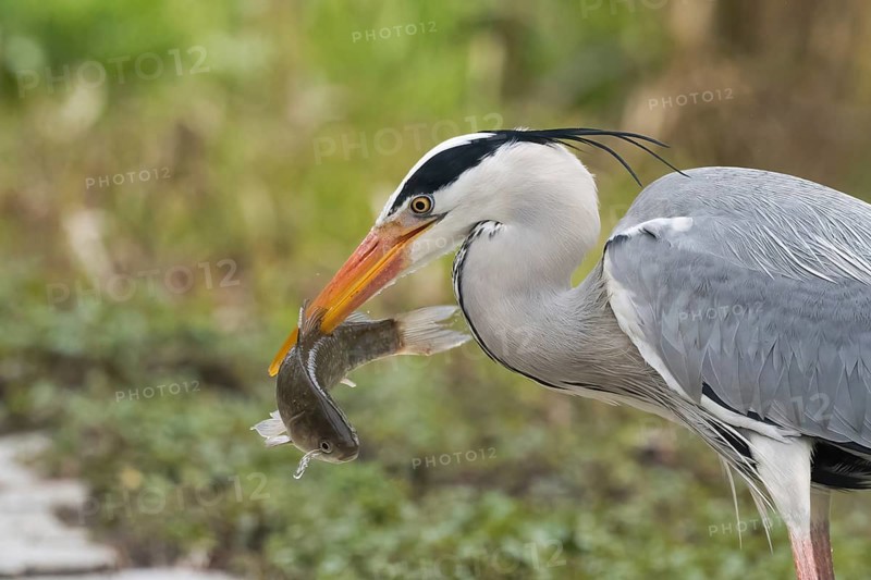 A grey heron (Ardea cinerea) holds a fish in its beak and stands in front of a green background, Hesse, Germany, Europe