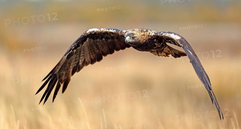 Spanish imperial eagle (Aquila adalberti) in flight, Castilla-La Mancha, Spain, Europe