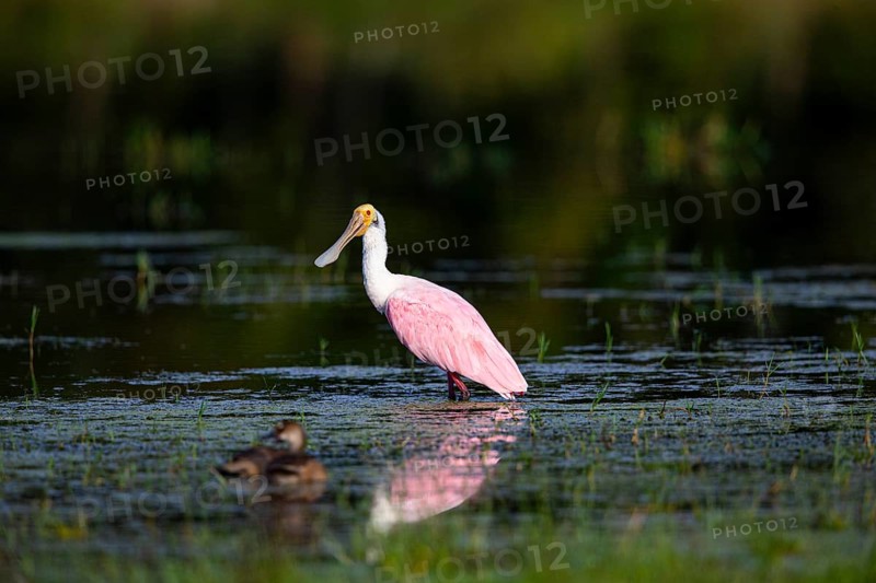 Roseate spoonbill (Ajaia ajaja) Pantanal Brazil