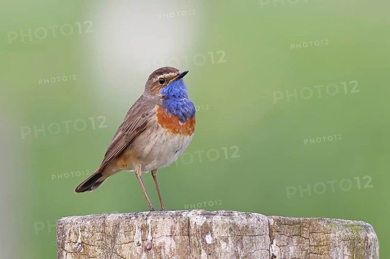 Bluethroat (Luscinia svecica cyanecula), male, on a pasture fence post, wildlife, Lembruch, Ochsen Moor, Dümmer nature park Park, Lower Saxony, Germany, Europe