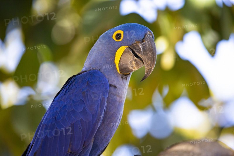 Hyacinth Macaw (Anodorhynchus hyacinthinus) Pantanal Brazil