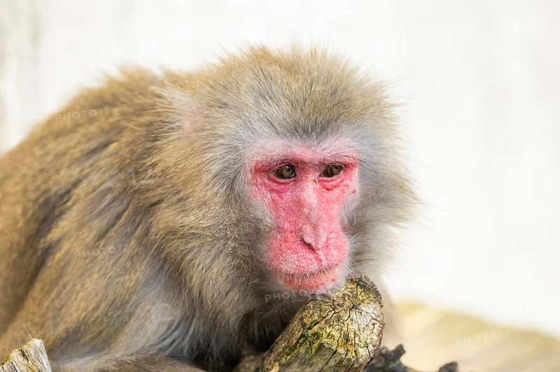 Barbary macaque (Macaca sylvanus), portrait, captive, Germany, Europe