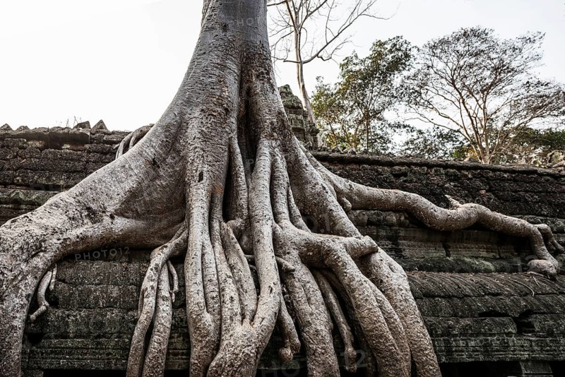 Ta Prohm, Angkor Wat, Angkor, UNESCO World Heritage Site, Siem Reap, Cambodia, Indochina, Southeast Asia, Asia