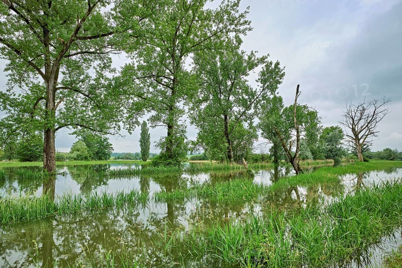 Trees standing in the flooded river Lorze, floodplain landscape, Reussspitz nature reserve, Maschwanden, Canton Zurich, Switzerland, Europe