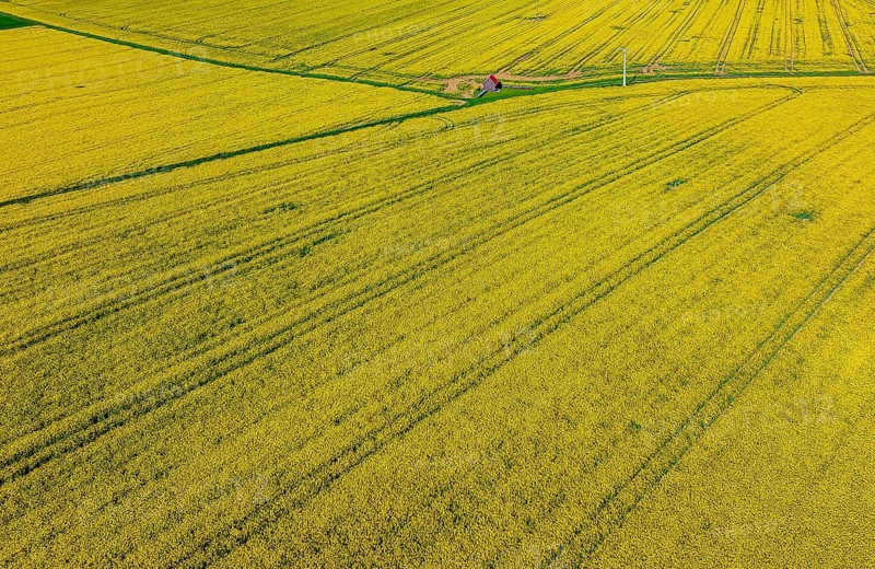Rape field in bloom with a small house. Landscape near Dornstadt Baden-Württemberg, Germany, Europe