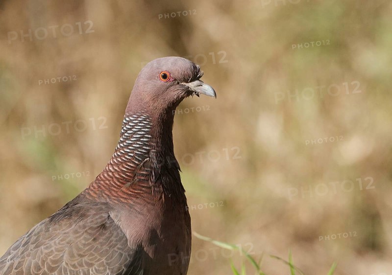 Picazuro Pigeon (Patagioenas picazuro), Buenos Aires, Argentina, South America