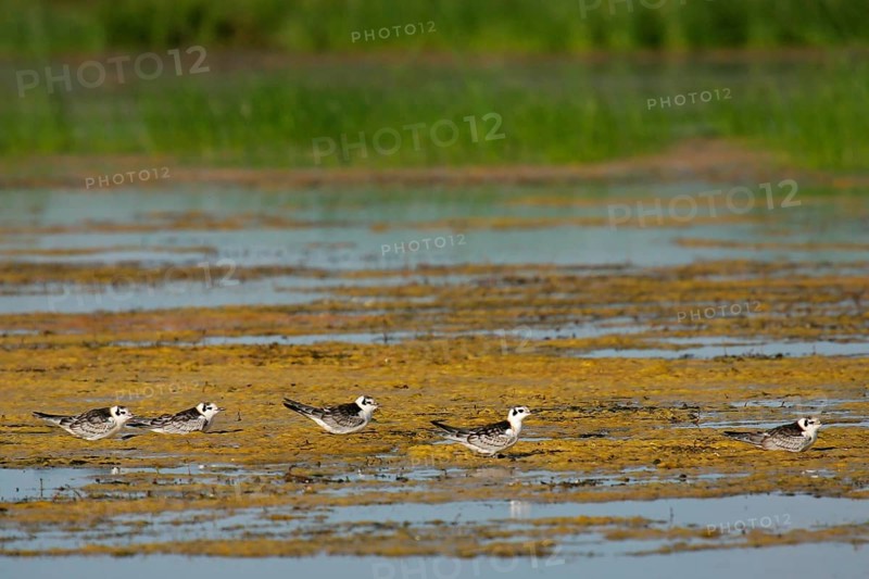 White-winged Tern (Chlidonias leucopterus) juvenile molting into adult plumage, Mongolia, Asia