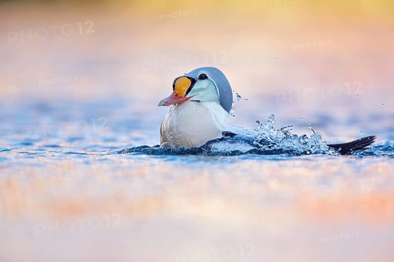 King Eider (Somateria spectabilis) male, Finnmark, Norway, Europe