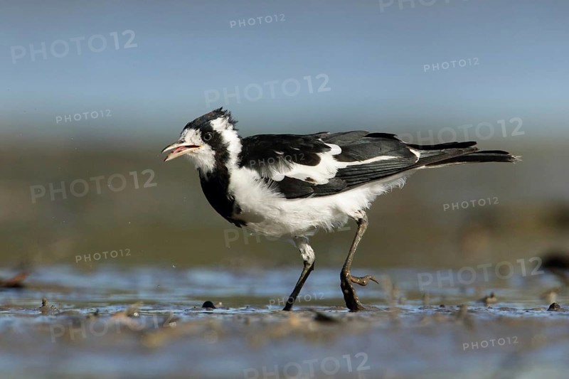 Magpie-Lark (Grallina cyanoleuca) female, Victoria, Australia, Oceania