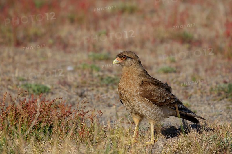 Chimangokarakara, lat. Phalcoboenus chimango, auf dem Boden stehend in niedriger Vegetation