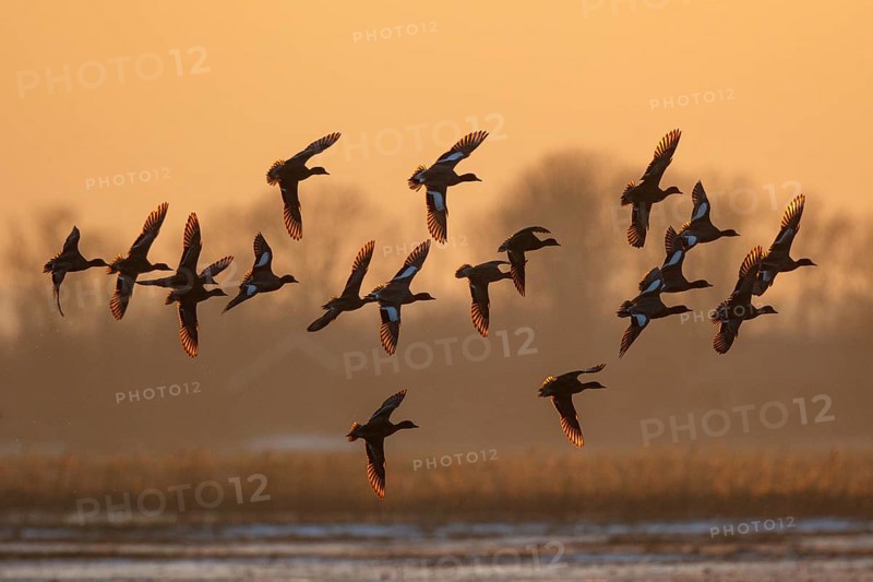 Eurasian Wigeon (Mareca penelope) group in flight, Netherlands