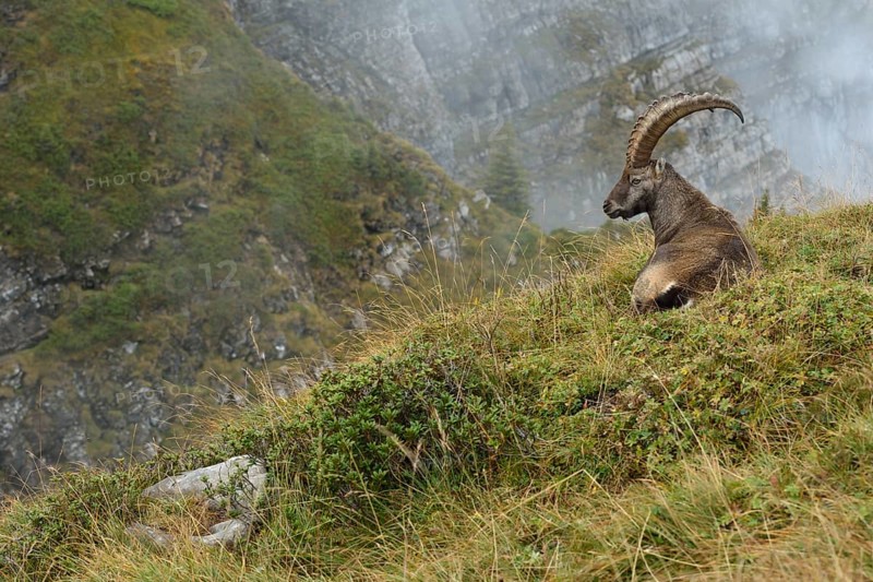 Alpine Ibex (Capra ibex) male resting at edge of cliff, Valais Alps, Switzerland, Europe