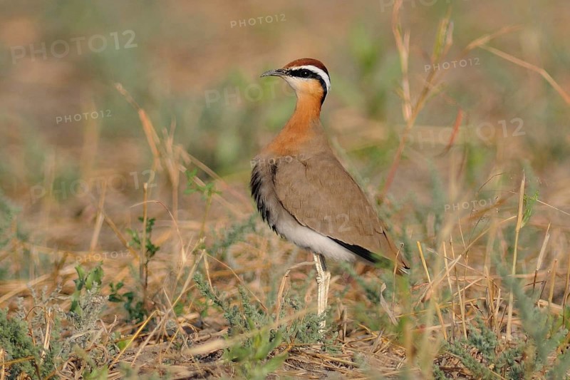 Indian Courser (Cursorius coromandelicus), India, Asia