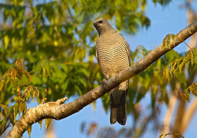 Barred Cuckooshrike (Coracina lineata), Queensland, Australia, Oceania