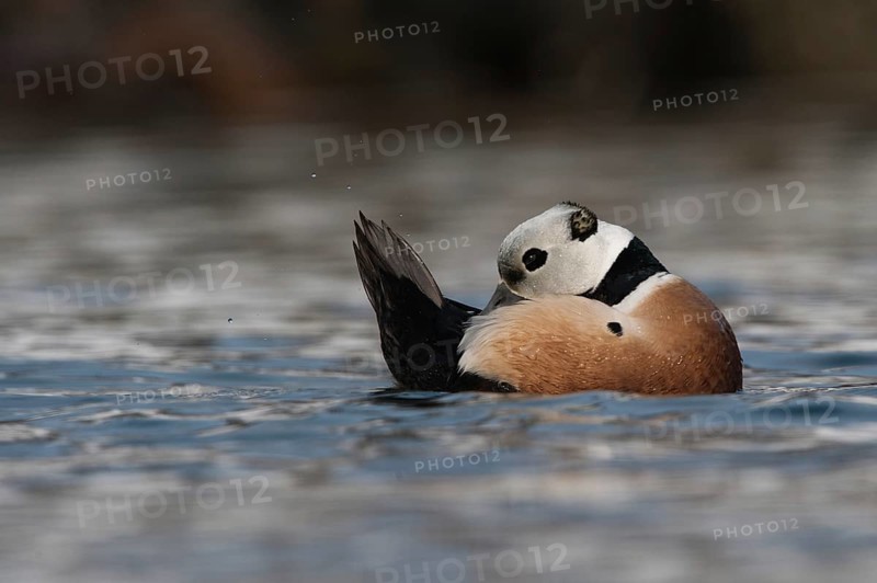 Steller's Eider (Polysticta stelleri) male, Varanger, Norway, Europe