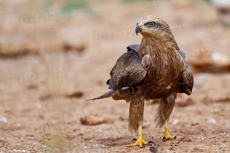 Black Kite (Milvus migrans), Spain, Europe