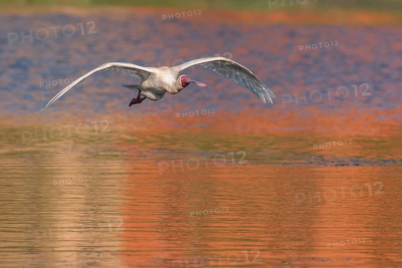 African Spoonbill (Platalea alba) flying, Western Cape, South Africa, Africa