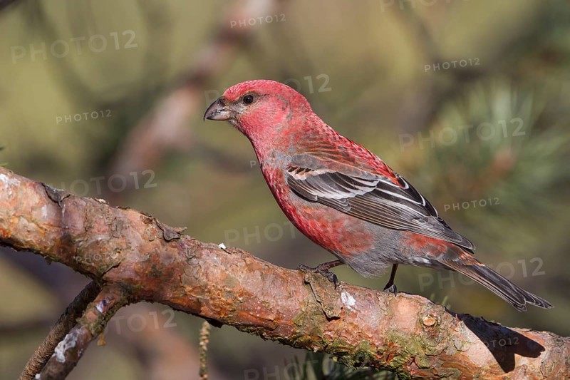Pine Grosbeak - Hakengimpel - Pinicola enucleator, Finland, adult male, Europe