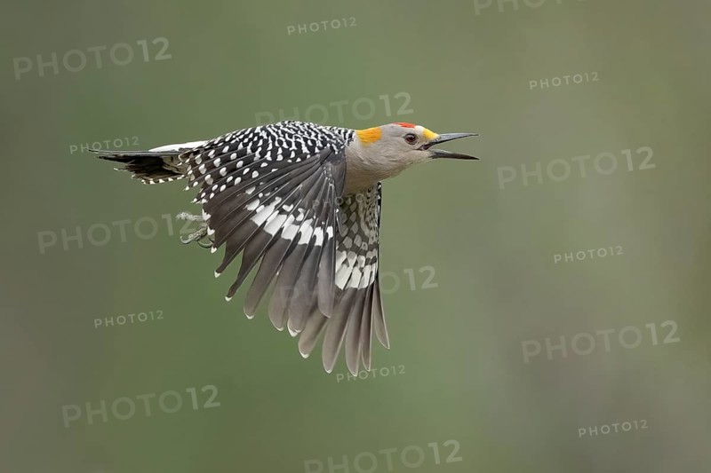 Golden-fronted Woodpecker (Melanerpes aurifrons) male calling in flight, Texas, USA, North America