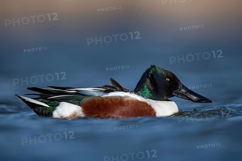 Northern Shoveler (Spatula clypeata) male, Schleswig-Holstein, Germany, Europe