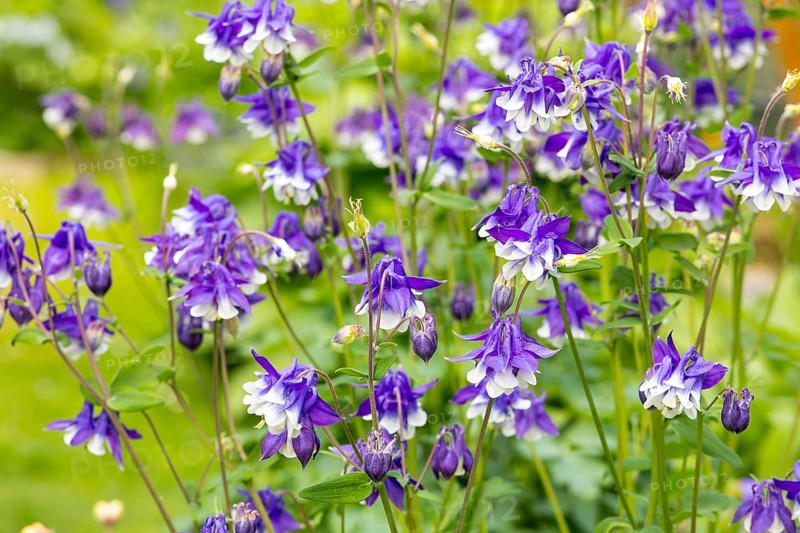 Columbine (Aquilegia) flowers in blue and white, Saxony, Germany, Europe