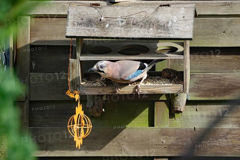 Eurasian Jay in a wooden feeder, surrounded by wooden slats, Braunschweig, Lower Saxony, Germany, Europe