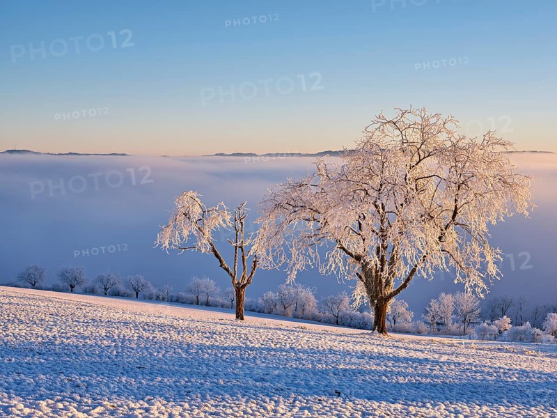Trees in the rough in the light of the rising sun, behind the sea of fog over the Reuss valley, Beinwil, Freiamt, Horben, Canton Aargau, Switzerland, Europe