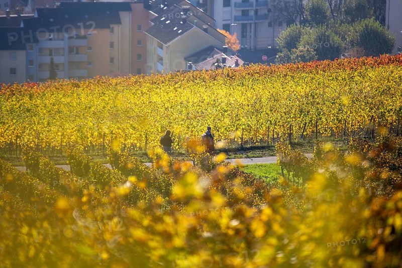 Golden October: Hikers among autumn-coloured vines above Neustadt an der Weinstraße