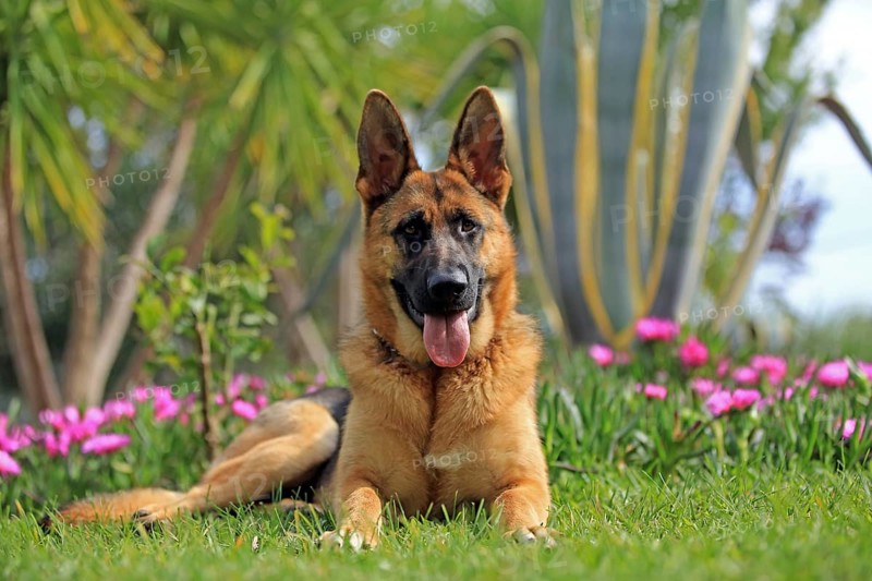 Shepherd dog, flowers, lying in the grass