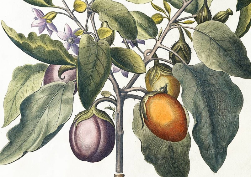 Aubergine (Solanum melongena) or egg plant, hand-coloured copperplate engraving by Basilius Besler, from Hortus Eystettensis, 1613