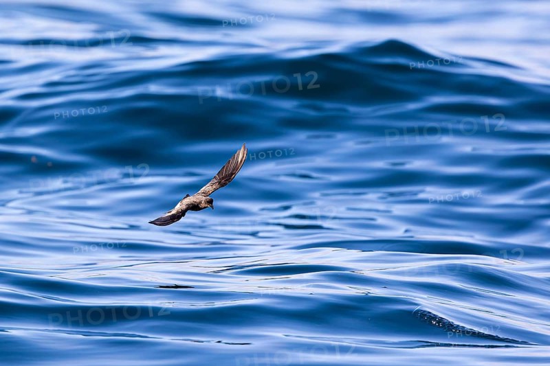 Storm Petrel (Hydrobates pelagicus) flying over calm sea, Sagres, Algarve, Portugal, Europe