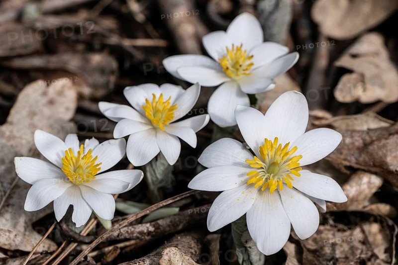 Canadian bloodroot (Sanguinaria canadensis), Emsland, Lower Saxony, Germany, Europe
