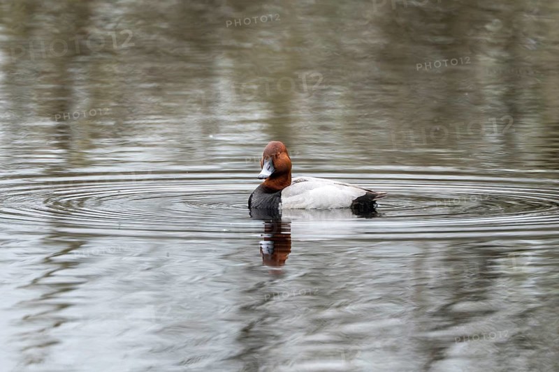 Common Pochard (Aythya ferina), male, Vulkaneifel, Rhineland-Palatinate, Germany, Europe