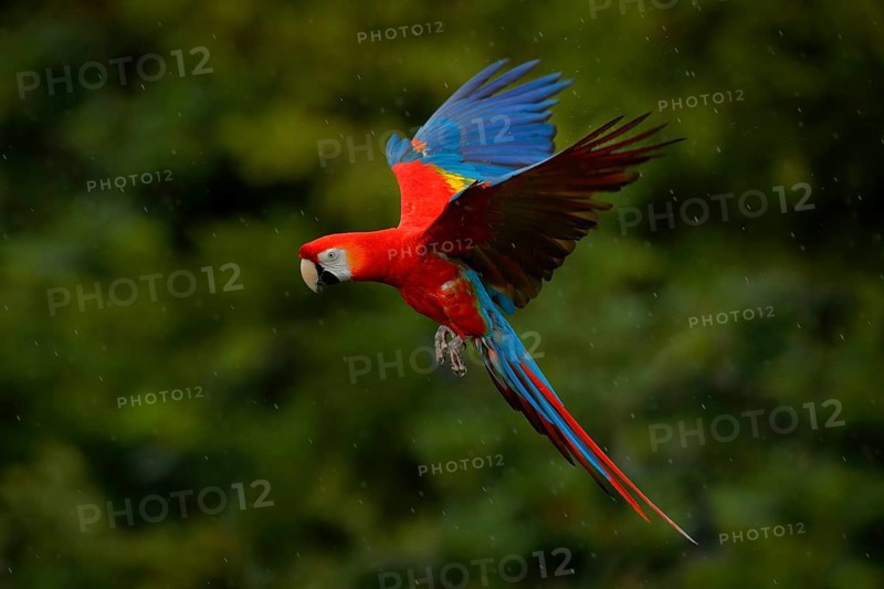 Parrot flight. Red parrot in rain. Macaw parrot fly in dark green vegetation. Scarlet Macaw, Ara macao, in tropical forest, Costa Rica. Wildlife scene from tropic nature. Red bird in the forest
