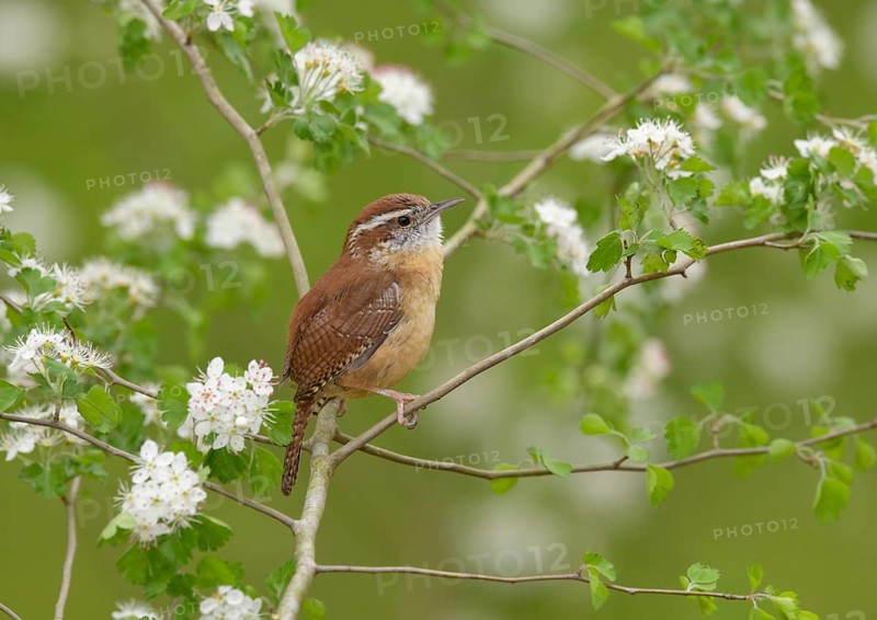 Carolina Wren (Thryothorus ludovicianus) perched on a branch, Texas, USA, North America