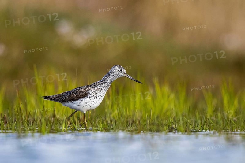 Common Greenshank (Tringa nebularia), North Rhine-Westphalia, Germany, Europe