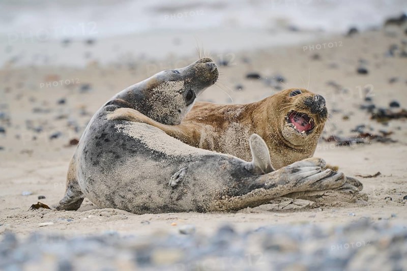 Grey seal (Halichoerus grypus) playing with each other on the beach, Düne, Helgoland, Schleswig-Holstein, Germany, Europe