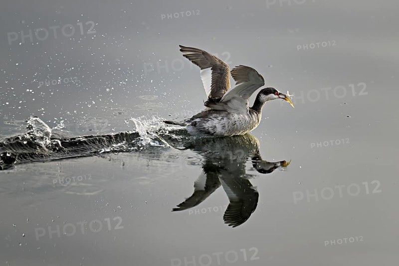 Slavonian grebe (Podiceps auritus), adult, in a white plumage, winter plumage, swimming with a fish in its beak, Lake Zug, Switzerland, Europe