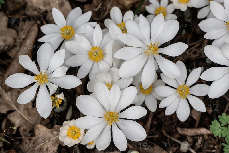 Canadian bloodroot (Sanguinaria canadensis), Emsland, Lower Saxony, Germany, Europe