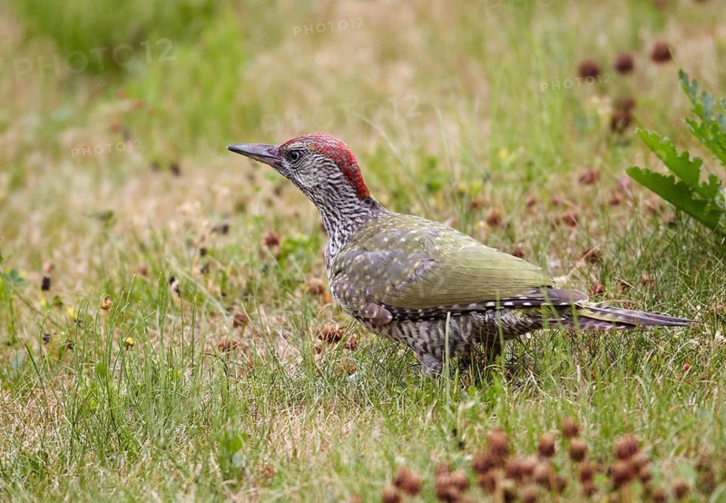 European Green Woodpecker (Picus viridis) juvenile female foraging, Mecklenburg-Western, Pomerania, Germany, Europe