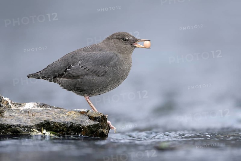 American Dipper (Cinclus mexicanus), British Columbia, Canada, North America