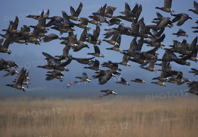 Brant Goose (Branta bernicla) flying, Schleswig-Holstein, Germany, Europe