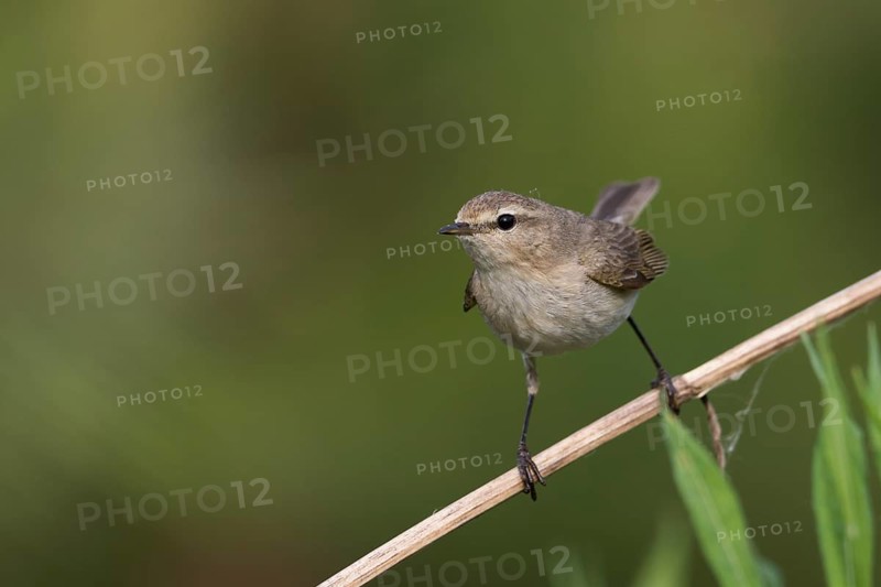 Siberian Chiffchaff - Taigazilpzalp - Phylloscopus tristis, Russia (Ural)